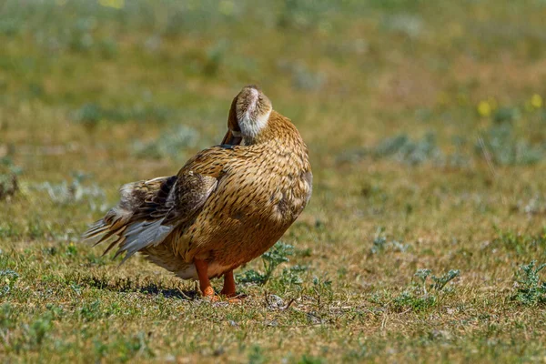 鸭清理草地上的羽毛 — 图库照片