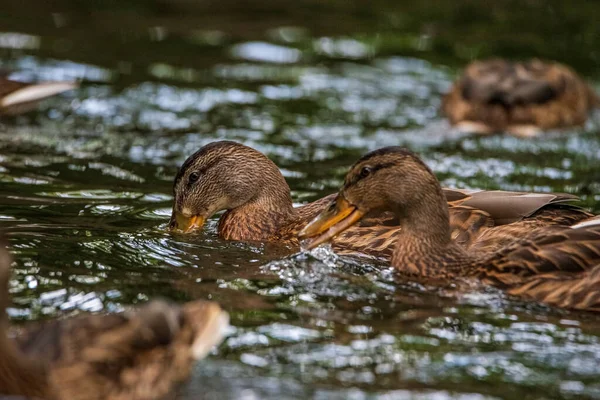 Nahaufnahme Porträt Einer Ente Wasser — Stockfoto