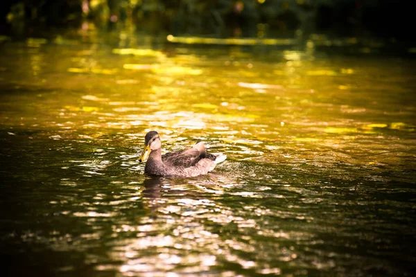 Patos Nadam Lagoa — Fotografia de Stock