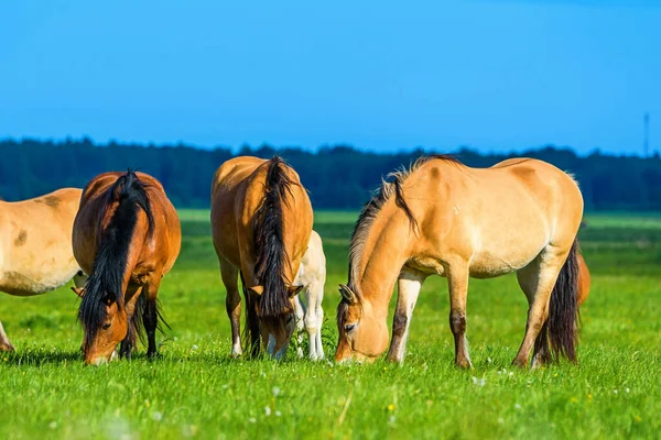一群在牧场上吃草的马 — 图库照片