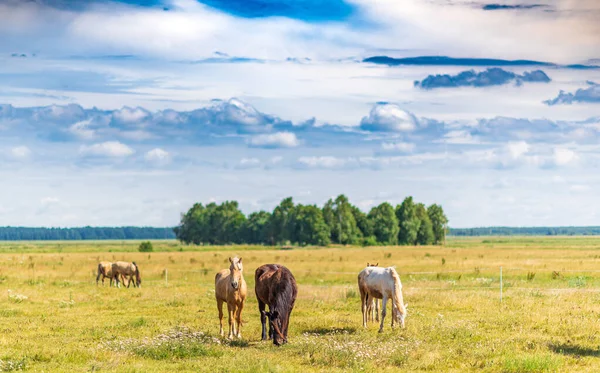 Herde Von Pferden Weidet Auf Dem Feld — Stockfoto