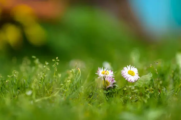 Bellis Perennis Fleurs Dans Herbe Gros Plan — Photo