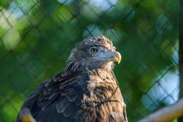 Portrait Aigle Chauve Zoo — Photo