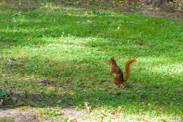 Σκίουρος Παίζει Καλοκαίρι Στο Πάρκο — Φωτογραφία Αρχείου