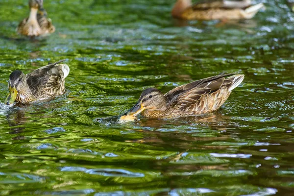 鸭子在池塘里游泳 — 图库照片
