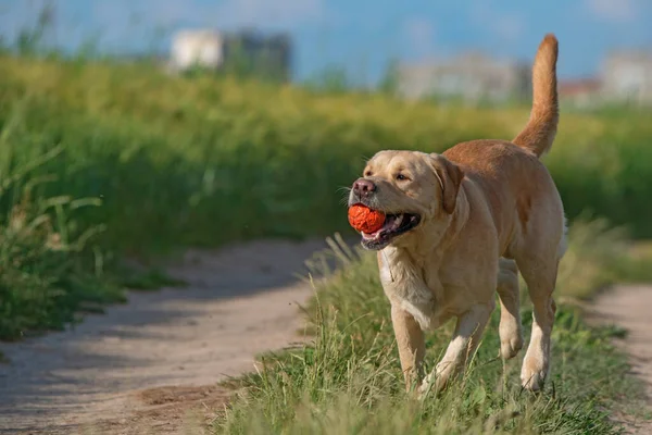 Fawn Labrador Bermain Dengan Bola Lapangan Musim Panas — Stok Foto