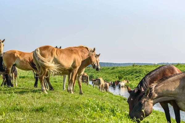 Hästar Betar Flodstranden — Stockfoto