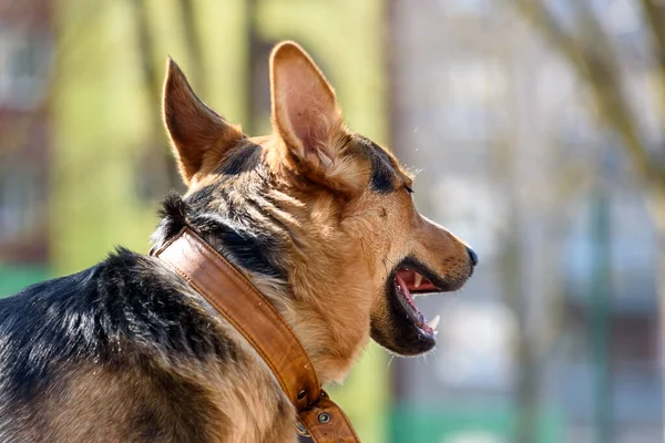 Sokaktaki Bir Alman Çoban Köpeği Portresi — Stok fotoğraf