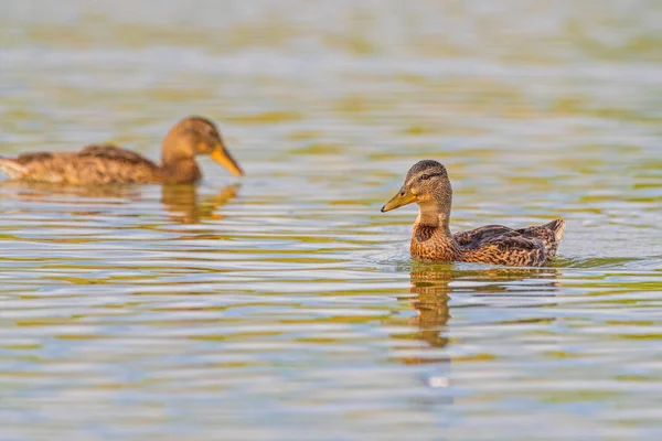 Par Patos Estão Nadando Uma Lagoa Verão — Fotografia de Stock