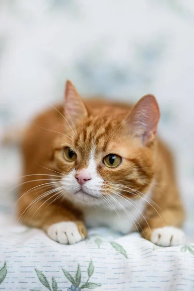 Portrait Domestic Ginger Cat Close Strongly Blurred Background — Stock Photo, Image