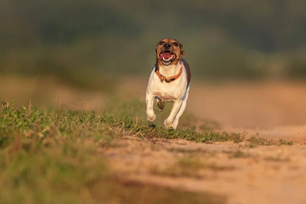 Jack Russell Terrier Berlari Cepat — Stok Foto