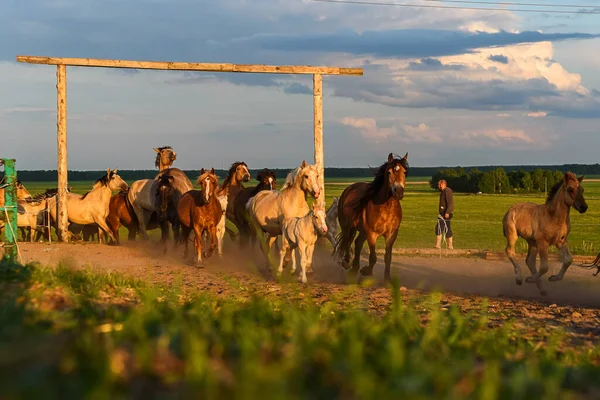 Herd Horses Running Farm Dust — Stock Photo, Image