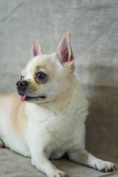 Retrato Chihuahua Fundo Cinza — Fotografia de Stock