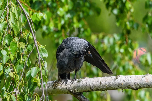 Crow Cleans Its Wings Sits Branch — Stock Photo, Image