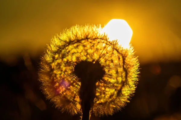 Maskrosor Mot Bakgrund Solen — Stockfoto