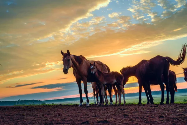 Atlar Şafak Vakti Çayırda Otluyor — Stok fotoğraf