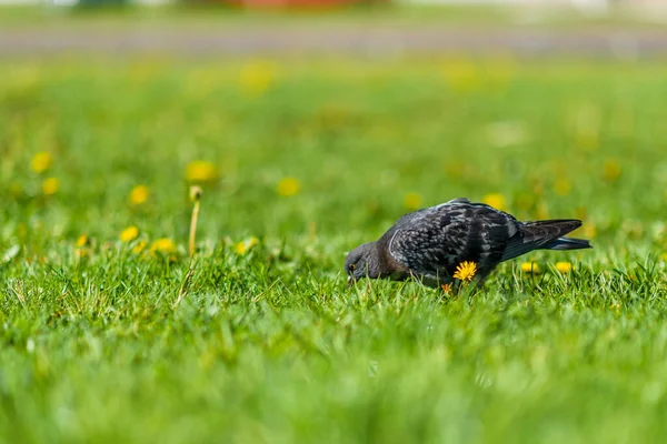 Parkta Yazın Çimlerin Üzerinde Güzel Güvercinler — Stok fotoğraf