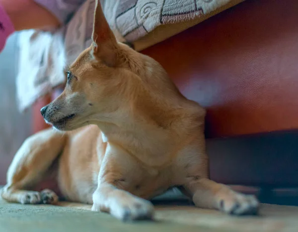 Pequeno Cão Bege Bonito Com Orelhas Longas Descansando Casa — Fotografia de Stock