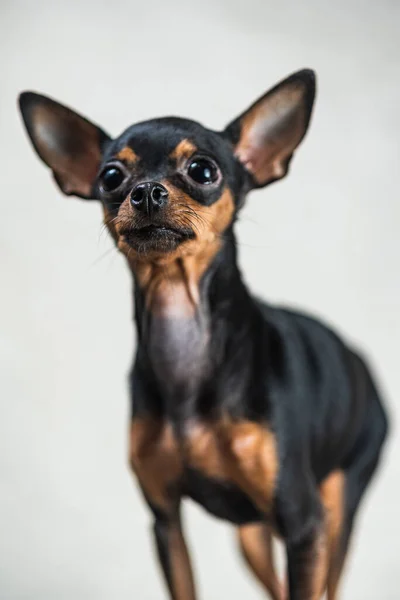 Porträtt Leksak Terrier Studion Grå Bakgrund — Stockfoto