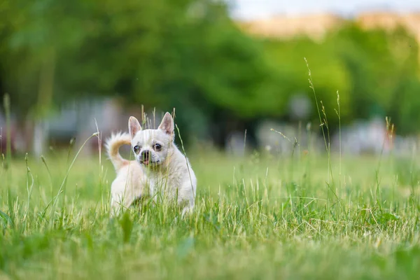 Küçük Chihuahua yazın parkta çimlerde oynar..