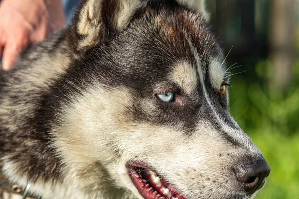 Portret Van Een Siberische Husky Van Dichtbij Gefotografeerd Een Park — Stockfoto