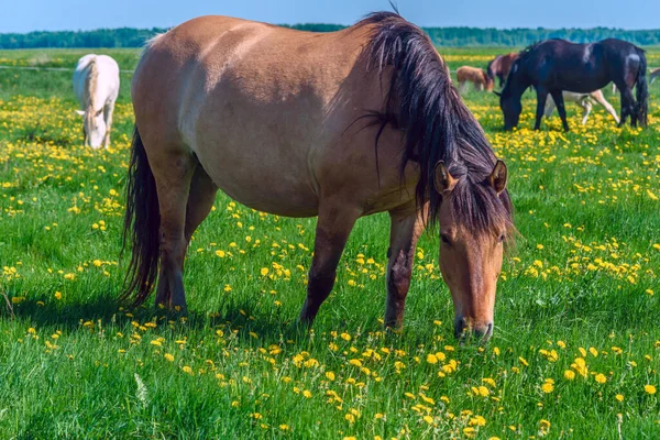 Caballo Campo Los Dientes León — Foto de Stock