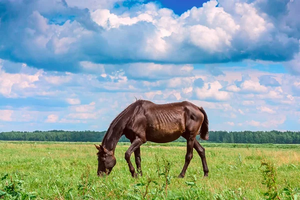 Weiden Van Paarden Een Akkerland — Stockfoto