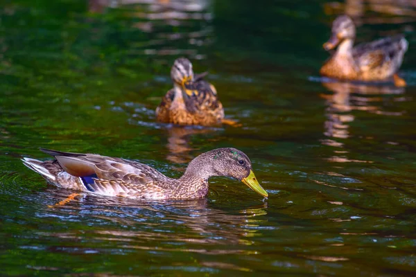 Pato Flotando Estanque — Foto de Stock