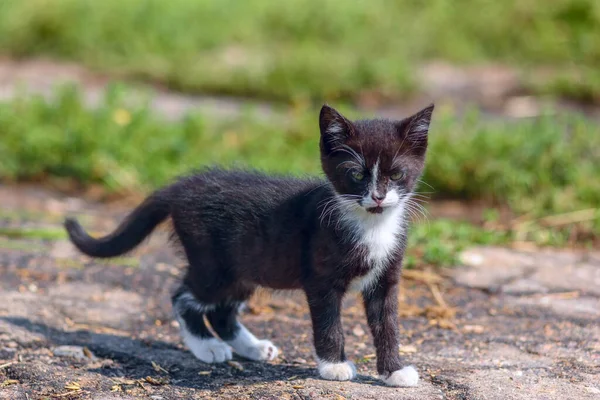 Piccolo Gattino Nero Che Cammina Fuori — Foto Stock