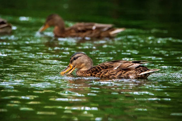 Patos Selvagens Nadam Lagoa Noite — Fotografia de Stock