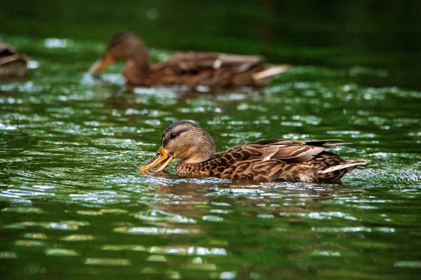 Los Patos Salvajes Nadan Estanque Por Noche — Foto de Stock