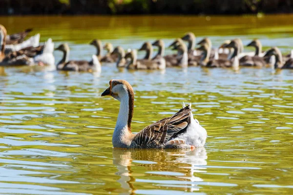 Enten Schwimmen See — Stockfoto