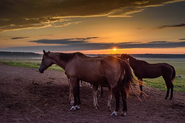 Pferde Die Auf Dem Hintergrund Des Sonnenuntergangs Grasen — Stockfoto