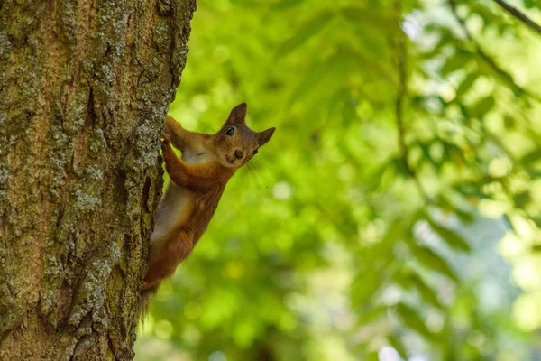 Scoiattolo Sull Albero Mangia Primo Piano Fotografato — Foto Stock