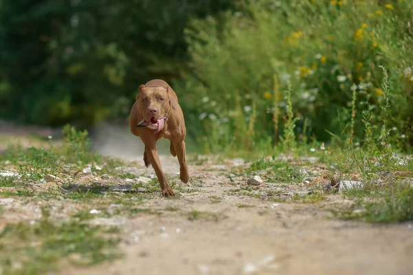 Pit Bull Terrier Corre Rapidamente Longo Estrada Empoeirada — Fotografia de Stock