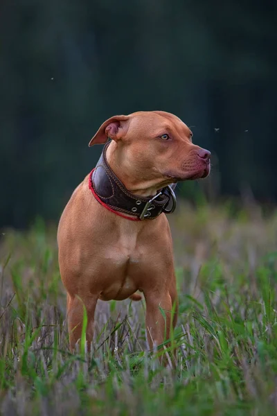 Portrait Red Brooding Pit Bull Terrier Meadow Royalty Free Stock Photos