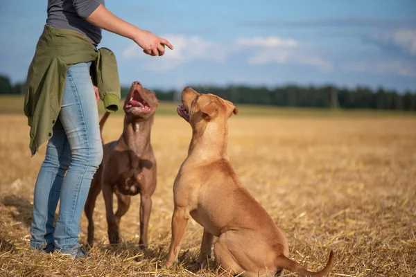 Ragazza Irriconoscibile Giocare Con Suoi Pit Bull Terrier Campo Estate Foto Stock