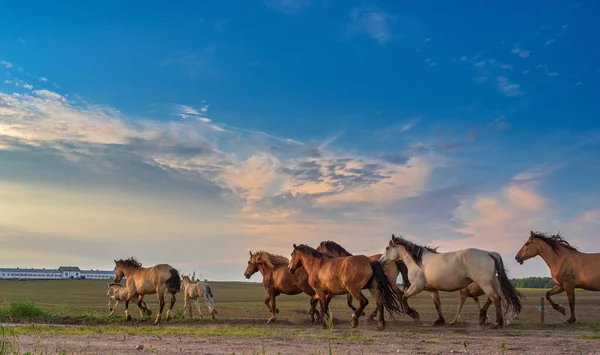 Herd Horses Running Road Farm Evening Stock Picture