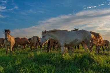Yazın yeşil bir tarlada otlayan at sürüsü.