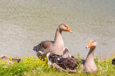 Ördek yürüyor kıyıda çimlerin üzerinde