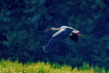 Leylek uçarken fotoğraflandı