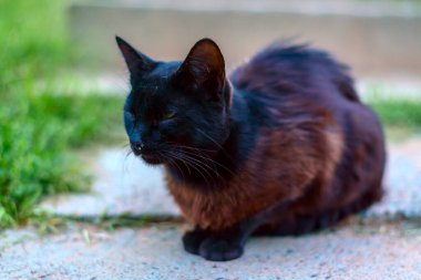 Pis kara gezgin kedi