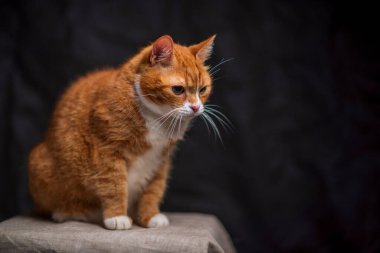 Fotoğraf stüdyosundaki kızıl saçlı yaşlı bir kedinin portresi. Fotoğraflı yakın plan..