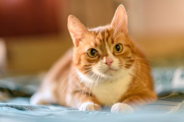 Kırmızı kedi kanepede yatıyor. Yakından çekilmiş..