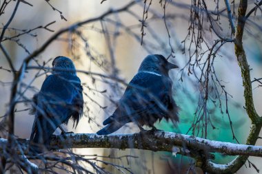 Bir karga dalların arasında bir ağaçta oturur.
