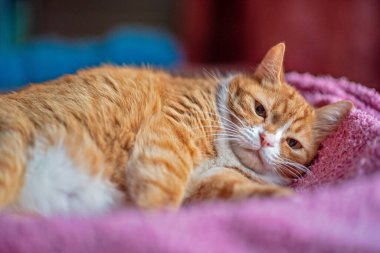 Kırmızı evcil kedi battaniyenin üzerinde bir kutuda yatıyor..