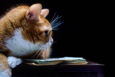 Kırmızı kedi paranın yanındaki karanlığa bakıyor.