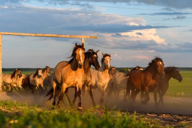 Bir at sürüsü gökyüzüne doğru koşuyor.