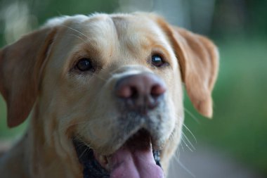 Ormandaki soluk sarı labrador av köpeği portresi. Fotoğraflı yakın plan..