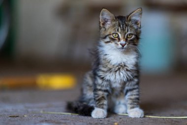 Arka planı çok bulanık olan küçük bir kedi yavrusunun portresi..